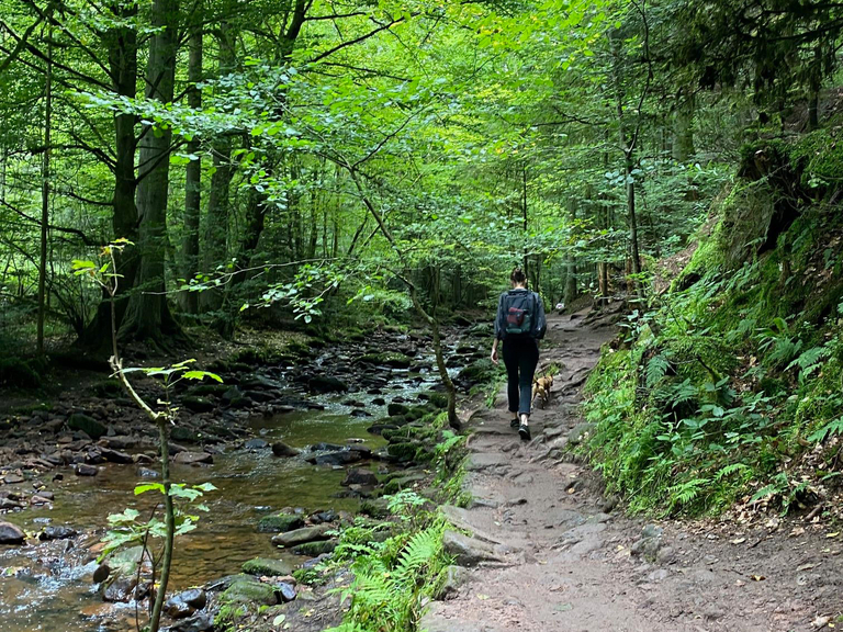 Immanuel Naturheilkunde Berlin - Nachricht - Studienteilnehmende für aktuelle Studien zum Waldbaden gesucht! - Frau spaziert durch einen Wald