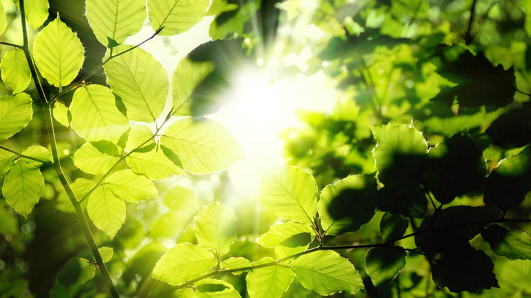 Sonnenstrahlen durch Blätter - Forschung - Naturheilkunde - Immanuel Krankenhaus Berlin